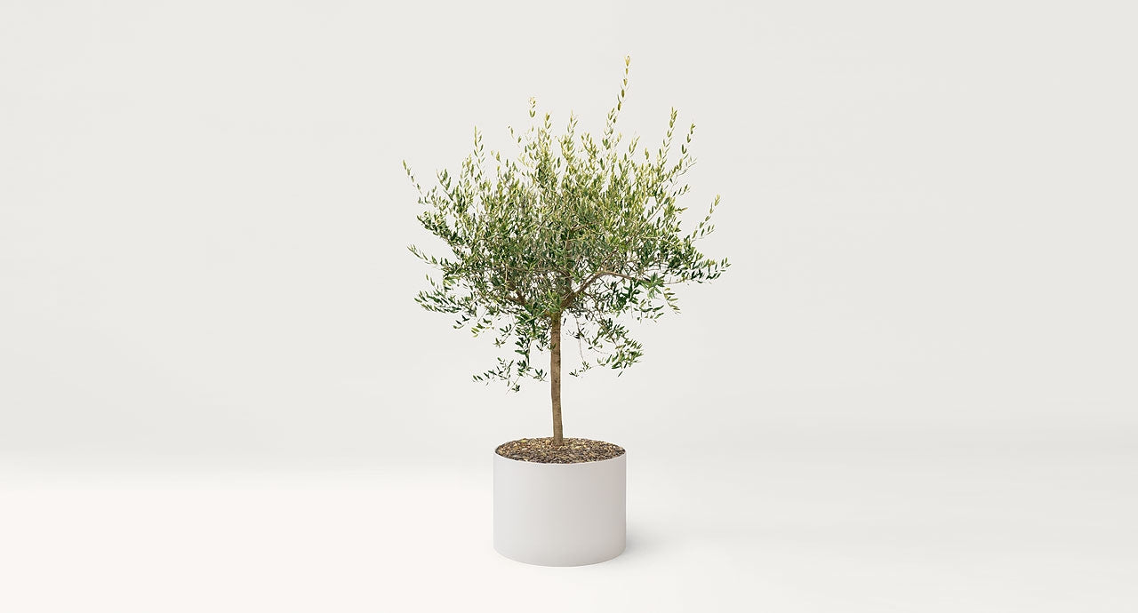 Paola Lenti Lenti Shield Landscape Planter Pots