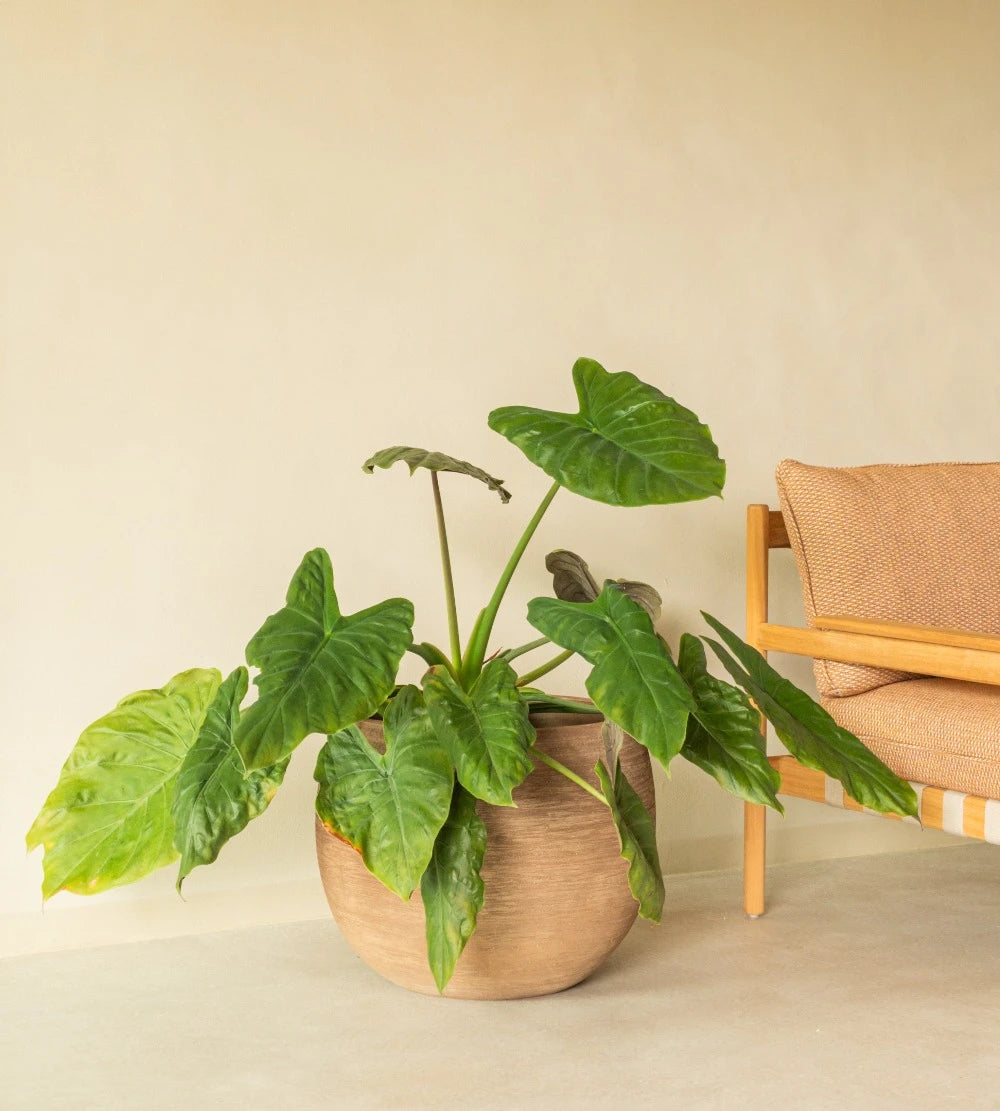 Vincent Sheppard Saya Pots